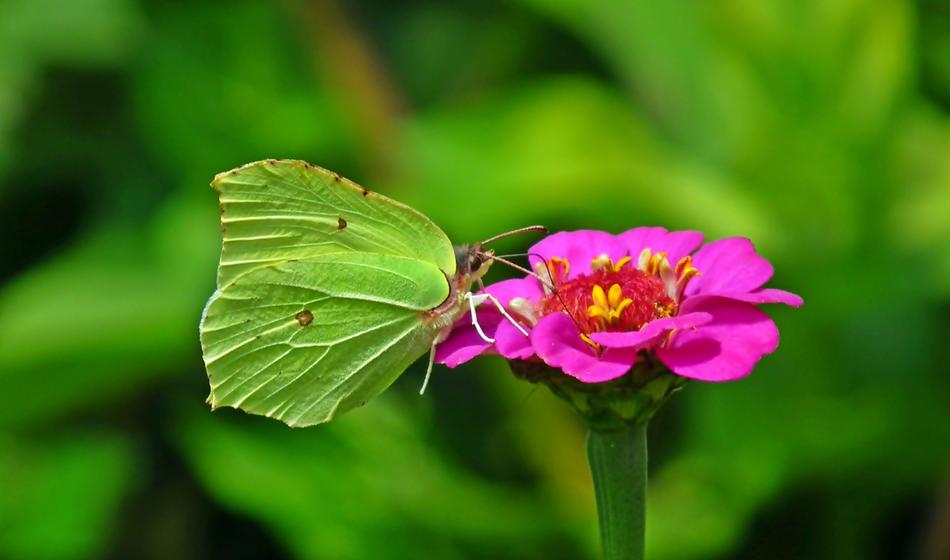 Butterfly Insect Flower