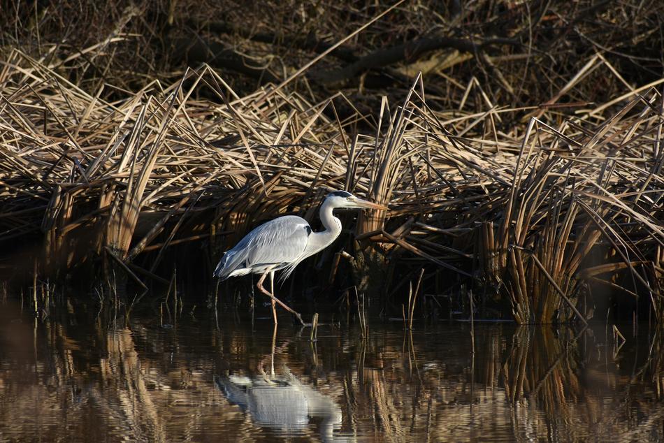 bird on the lake against the background of reeds