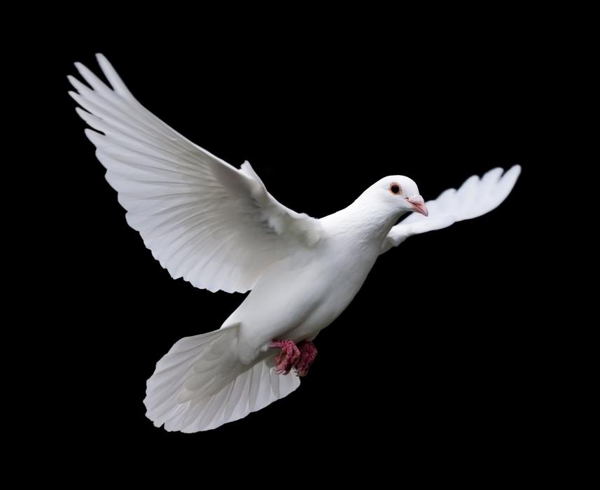 Bird Nature Wildlife