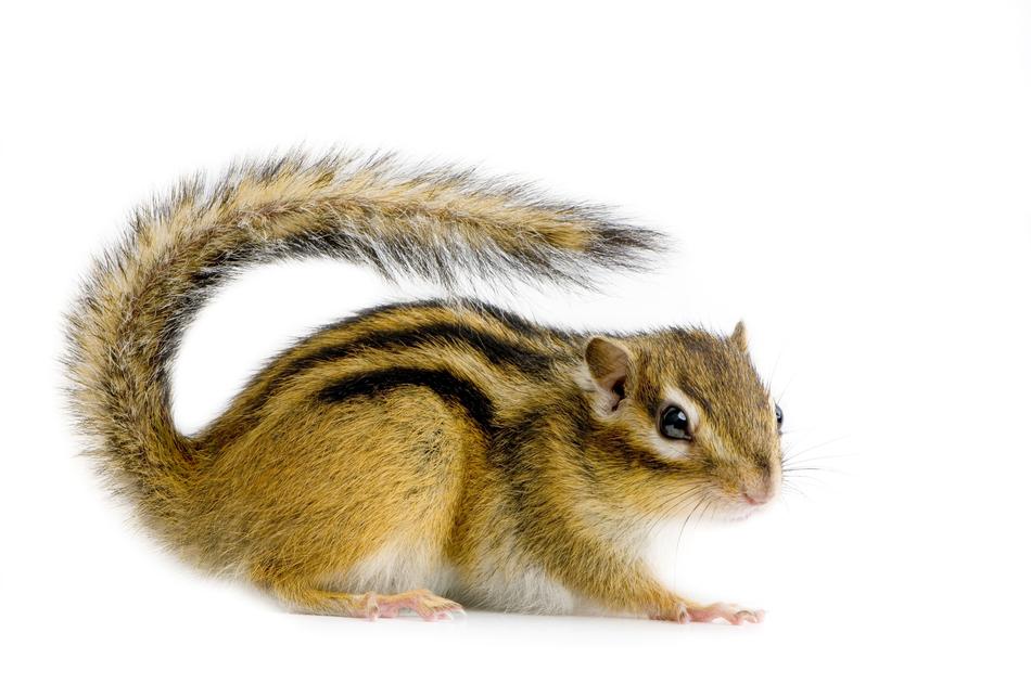 Rodent Cute Mammal