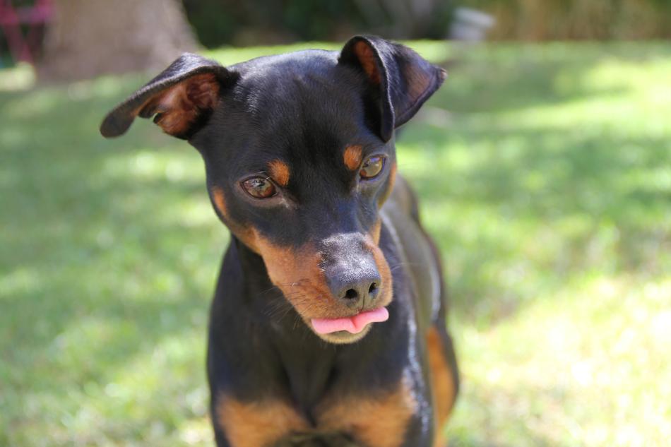Portrait Pet Race Pinsher