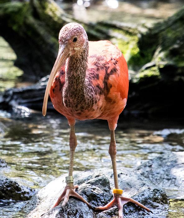 Ibis Bird Animal