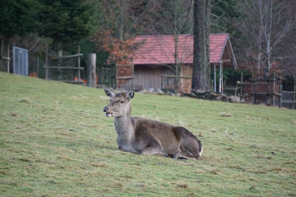 Grass Animal Nature
