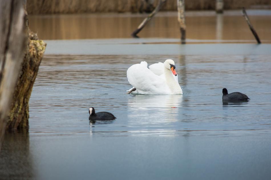 Bird Waters Lake Water