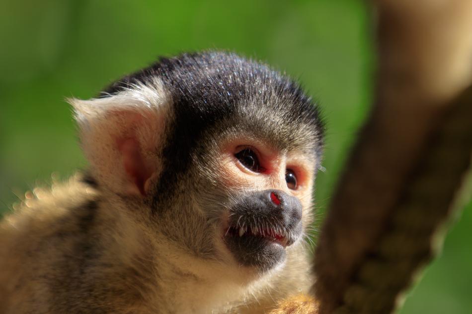 Monkey Squirrel Äffchen