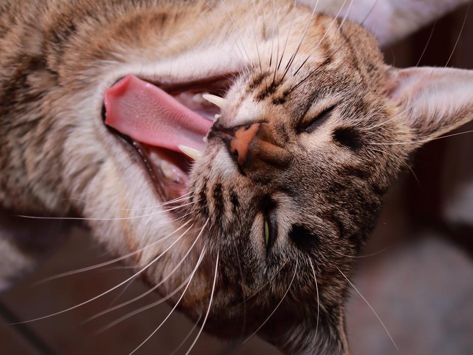 Cat Animalia Mammalia