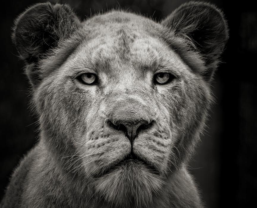 Lion Animal Africa