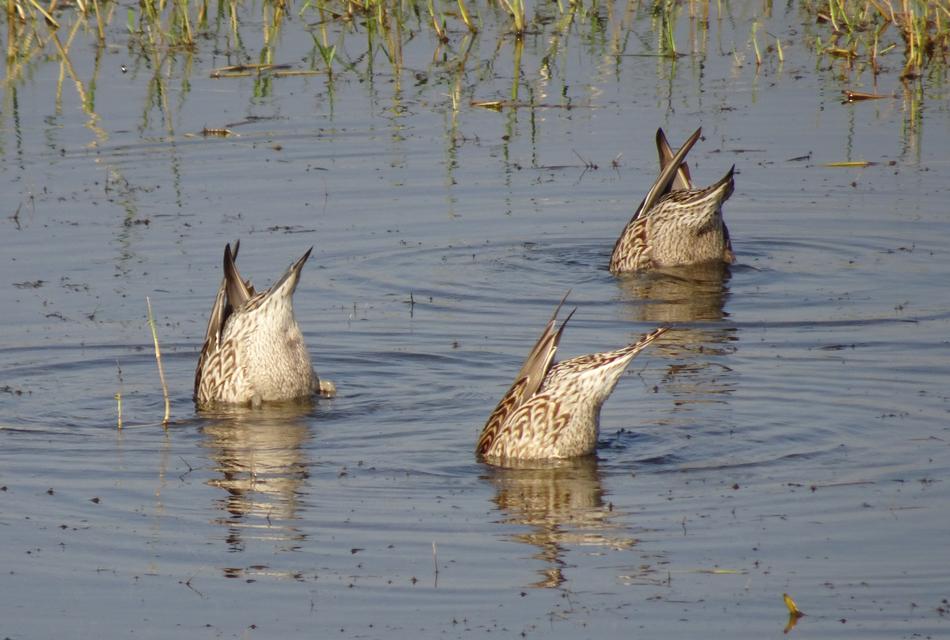 Pintail Northern Anas acuta