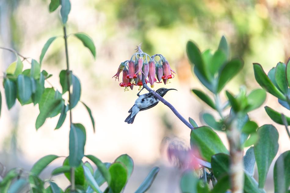 Hummingbird Bird Nature
