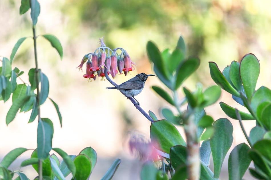 Hummingbird Bird Nature
