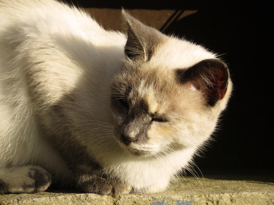 sleepy white cat