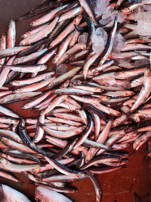 fresh fish catch