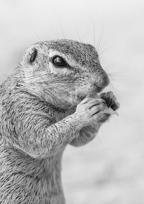Ground Squirrel Feeding Portrait