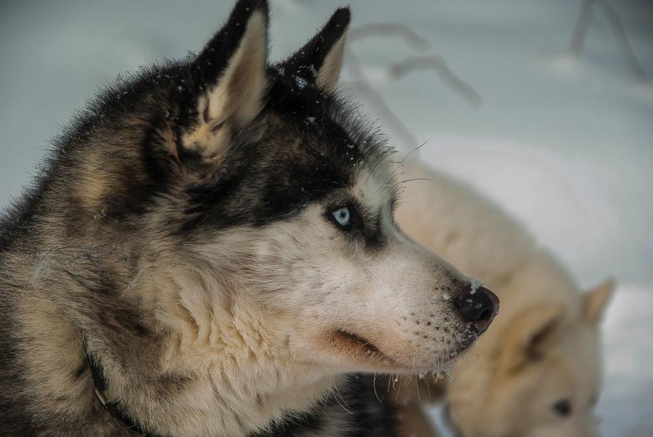 Dog Husky Fur Sled