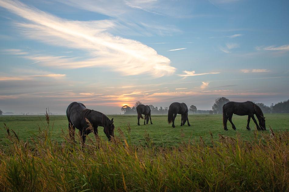 Horse Noble Friesian