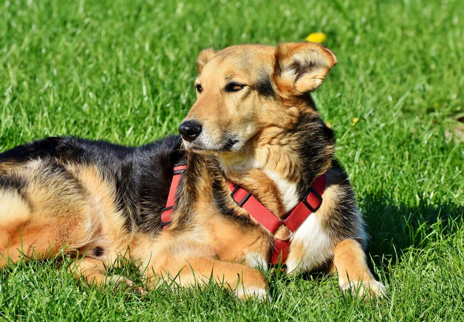 Dog Hybrid Mixed Breed