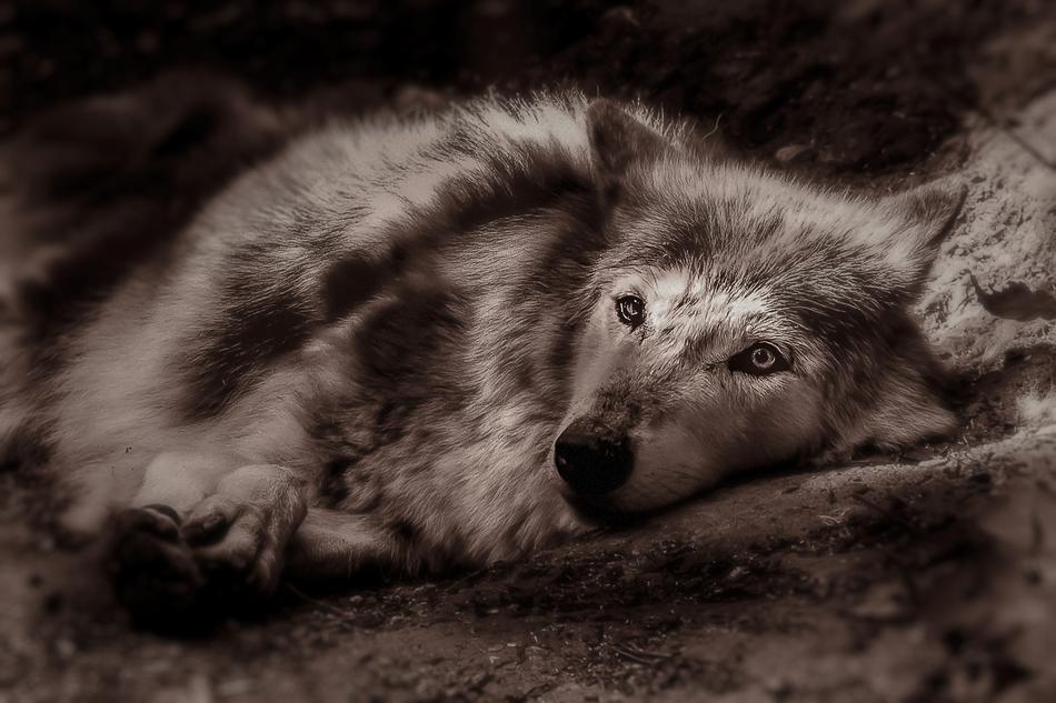 Wolf Animal Home