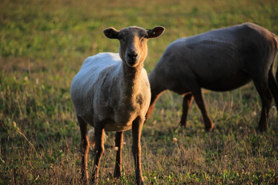 Sheep Animal Herd