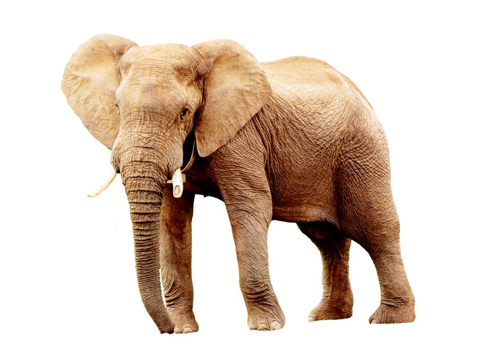 Elephant Animal Animals
