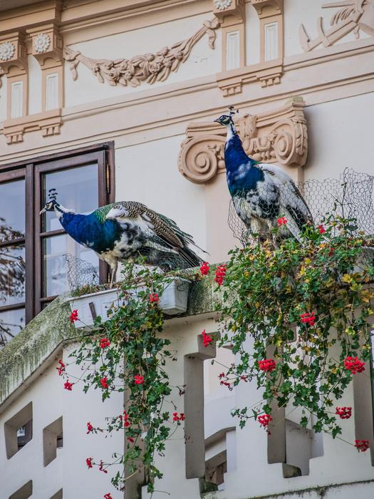 Peacock Castle Architecture