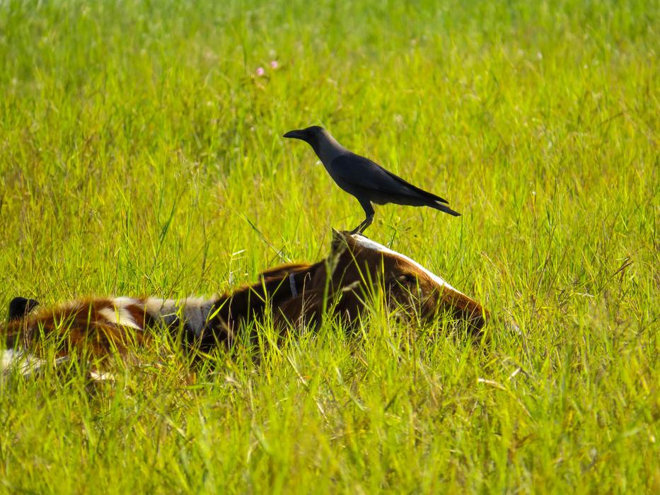 Bird and cow on Grass at Wildlife