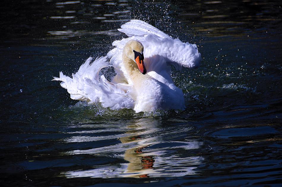 Swan Water