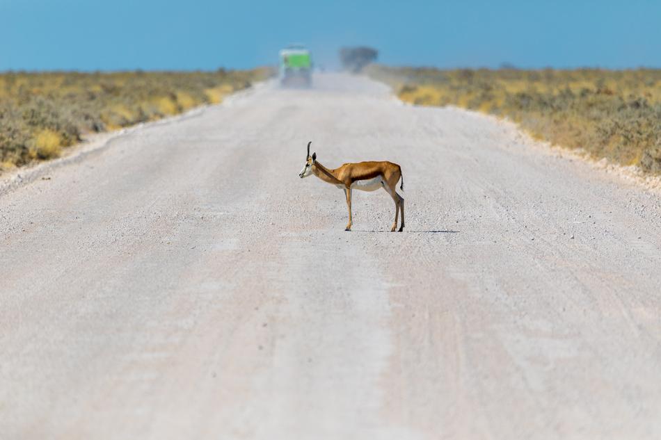 Springbok Antelope Water Hole