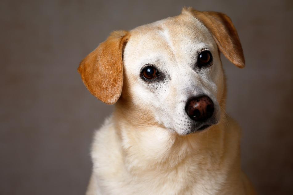 Dog Pet Cute