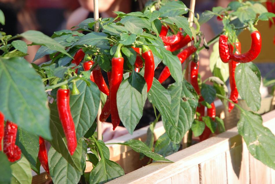Hot peppers blooming on the bush