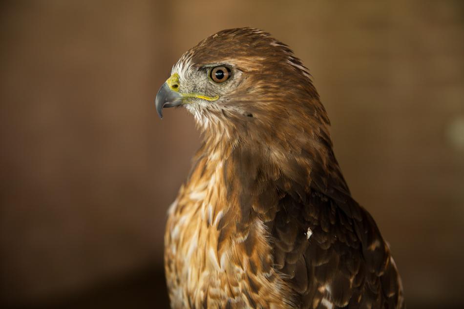 Red Tail Hawk Bird Of Prey