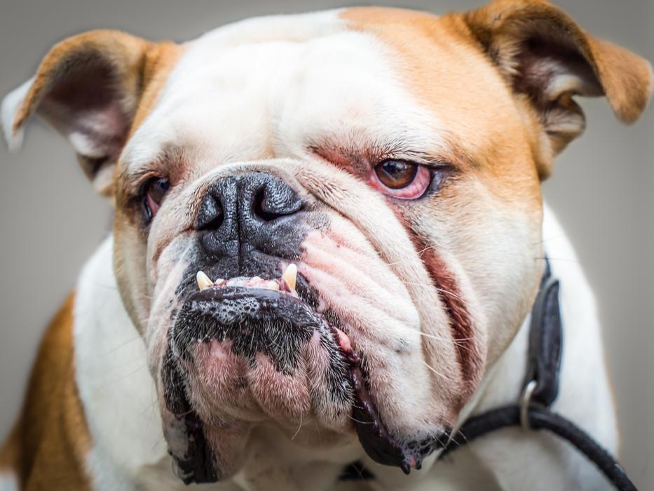 Dog Mammal Portrait