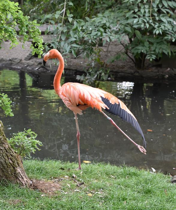 Bird Flamingo Pink