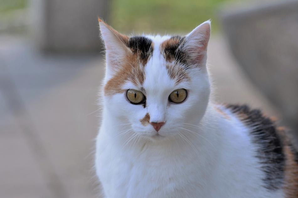 Cat White Animal