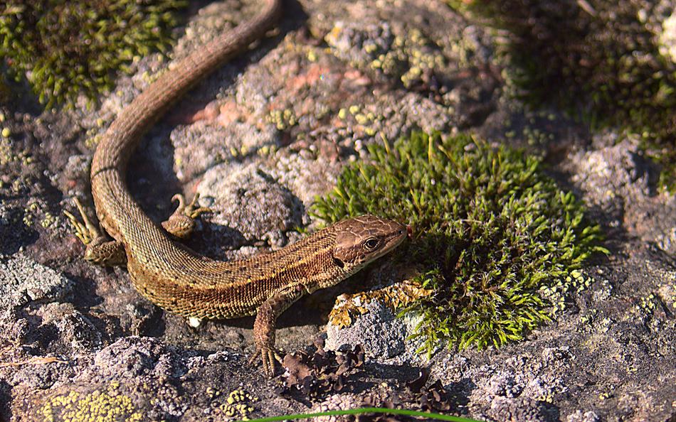 wild lizard on a rock