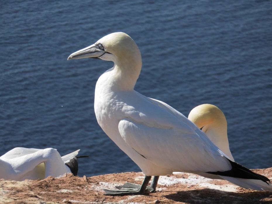 white big bird by the sea