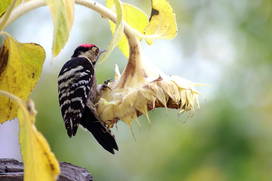 woodpecker eats