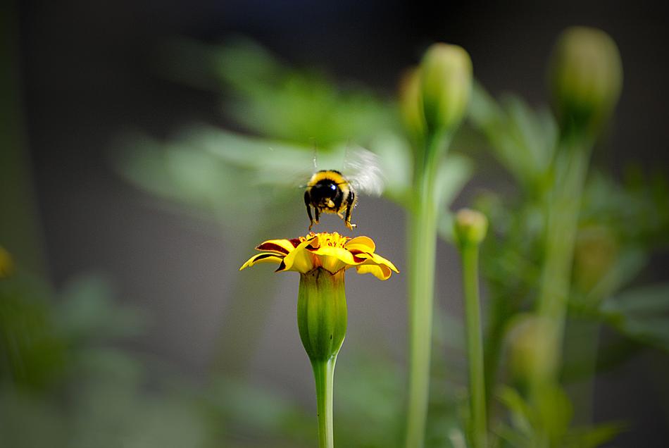 big fluffy beetle on a flower