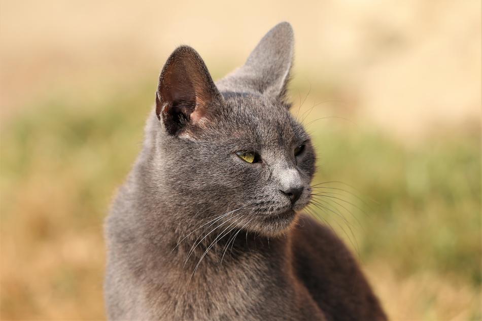 Cat Grey Animal
