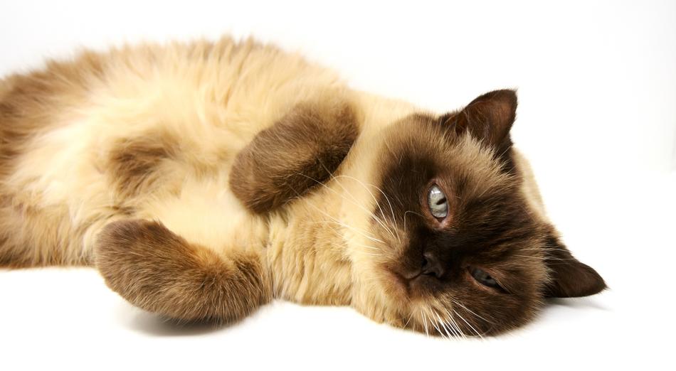 British Shorthair Cat Pet