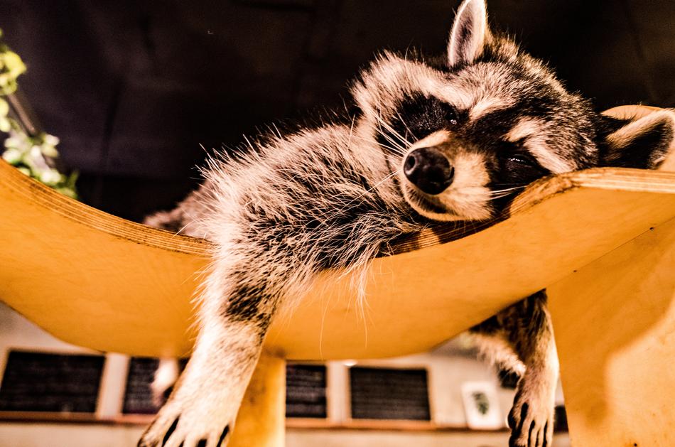 resting raccoon