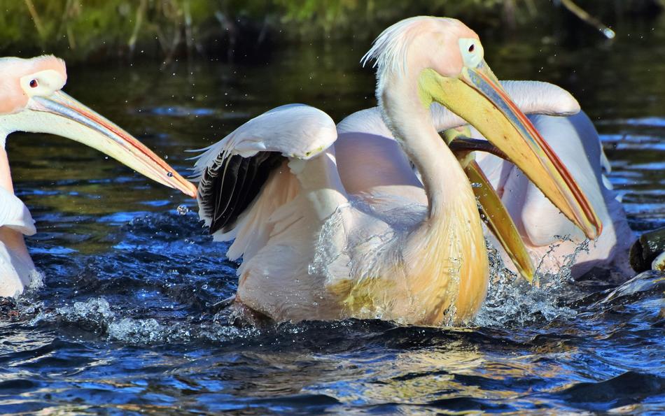 Pelikan Water Bird Pink Pelican