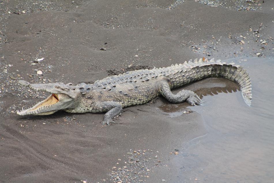 Reptile Fauna Animal