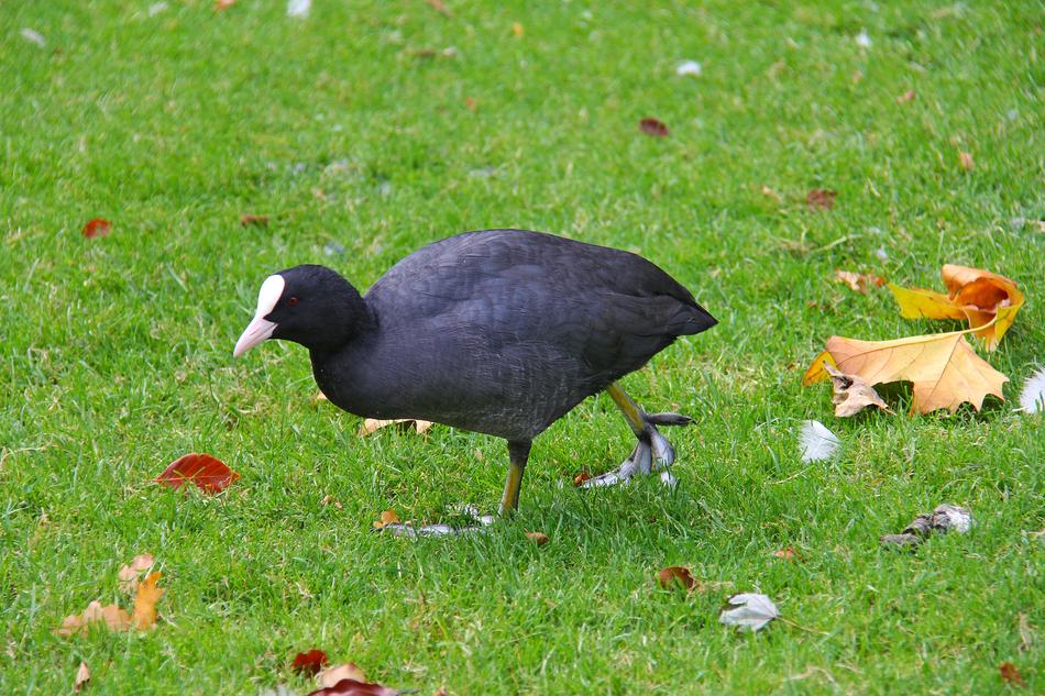 Coot Bird Black White