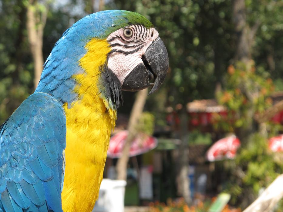 colorful beautiful parrot