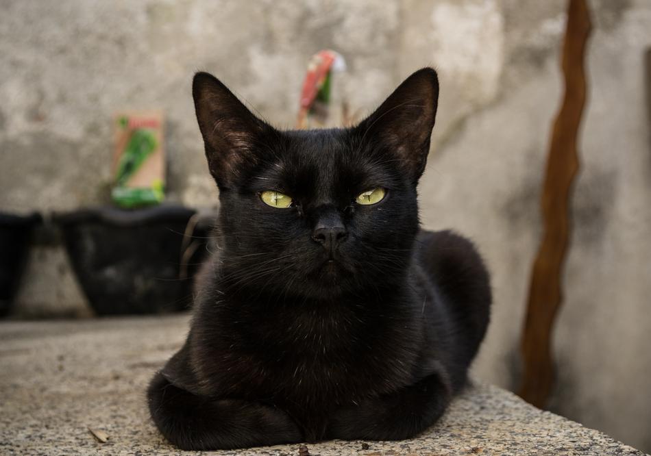 Cat Pet Animal