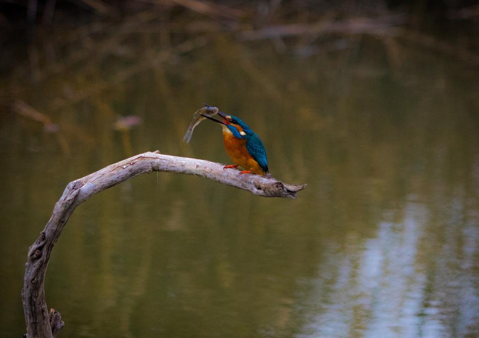 Bird Nature Wild World