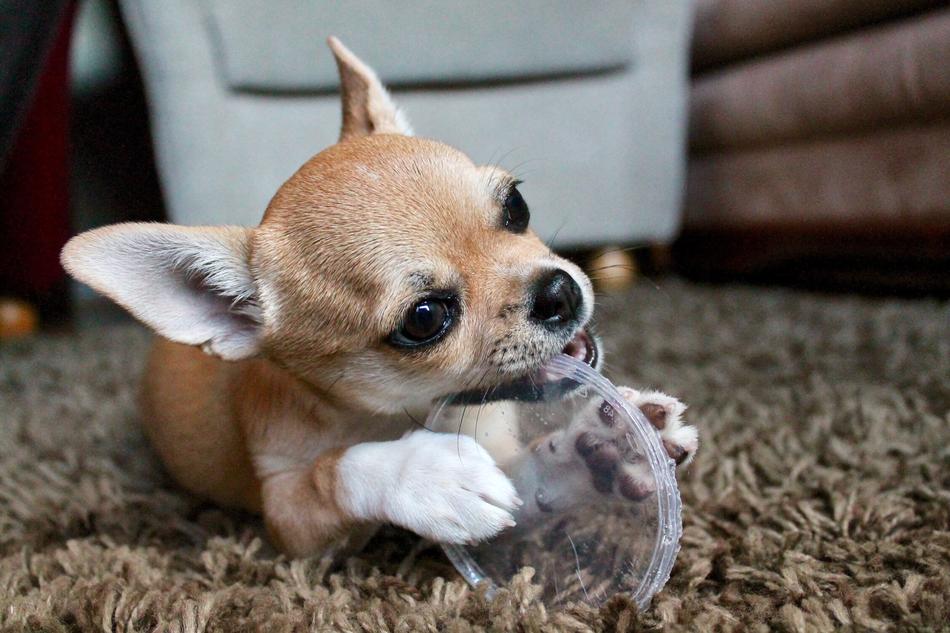 Animal Cute Chihuahua