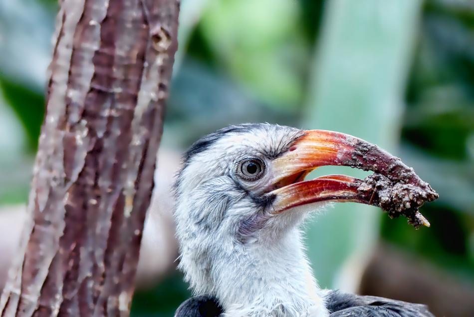 Bird Animal World Nature Nest