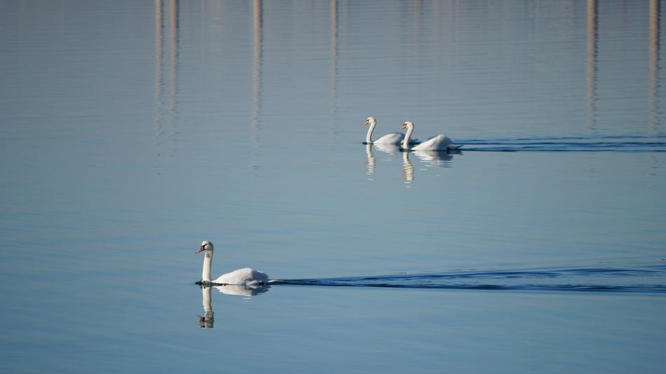 Bird Body Of Water Nature