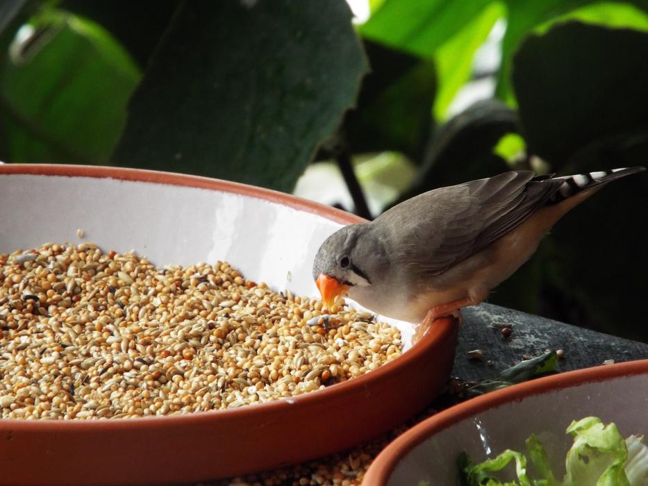 Bird Fink Nature